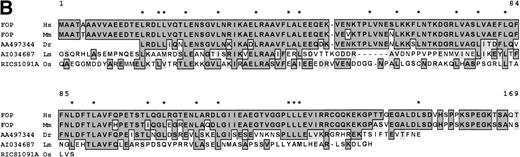 Fig. 2. (A) Schematic representation of the genomic structure of the FOP gene. All exons are represented in the 5′ to 3′ order of genomic DNA: shaded and solid boxes represent constant and alternatively spliced exons, respectively. Arabic and roman numbers indicate the size in kilobases of introns and the position of exons, respectively. The arrow indicates the breakpoint. Restriction enzyme sites are BamHI (B), EcoRI (E), andXba I (X). (B) Similarities of the deduced human FOP protein (Hs) with EST protein translation from Mus musculus (Mm),Danio rerio (Dr), Leishmania major (Lm), andOryza sativa (Os). Shading indicates common (boxed) and similar amino acid residues. Numbers at the top of each alignment indicate amino acid positions in FOP. Asterisks show conserved leucine residues.