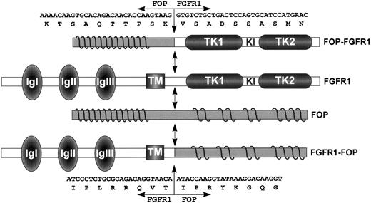 Fig. 6. Schematic representation of FGFR1, FOP, and both FOP-FGFR1 and FGFR1-FOP fusion proteins. FGFR1 domains are indicated as follows: IgI, IgII, and IgIII, the three Ig-like domains; TM, the transmembrane domain; and TK1 and TK2, the tyrosine kinase 1 and 2 subdomains interrupted by a kinase insert (KI). Waved lines in the N- and C-terminal parts of FOP represent the leucine-rich repeats. FGFR1-FOP retains the extracellular and transmembrane domains of FGFR1, whereas FOP-FGFR1 fusion protein contains the FGFR1 catalytic domain. Double arrows indicate the t(6;8) breakpoint. Nucleotide and amino acid breakpoint sequences are indicated for both resultant chimeric products.