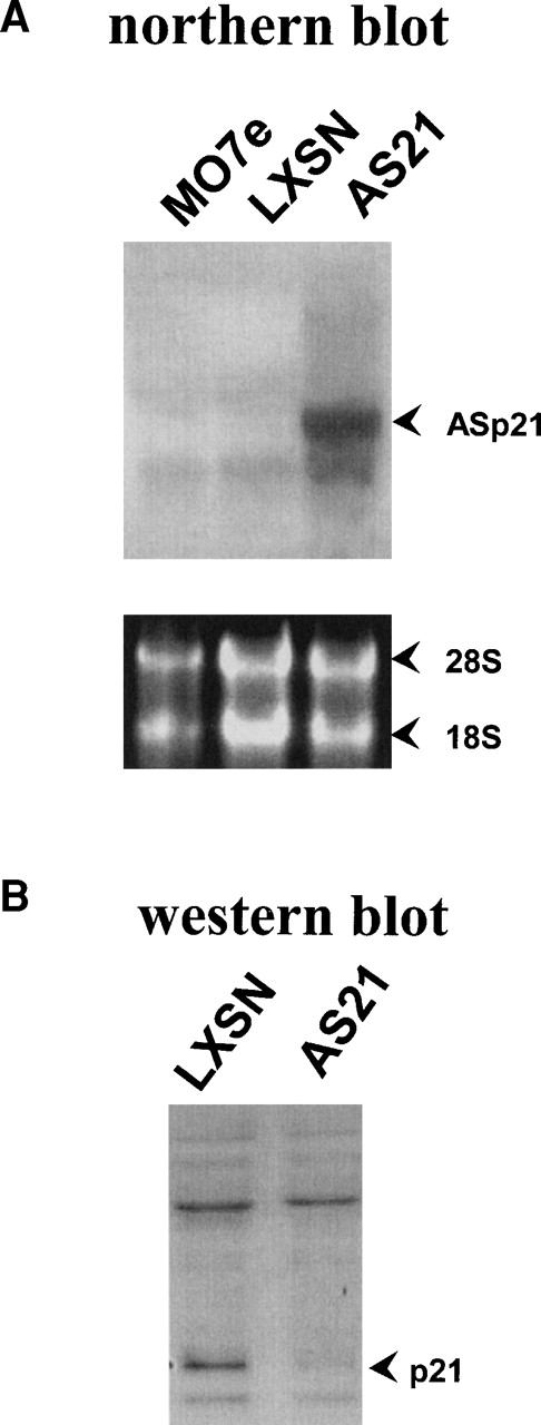 Fig. 1. Antisense p21 mRNA expression and its effect on p21 protein levels. (A) The top picure is a Northern blot hybridization of p21 mRNA expression from parental (MO7e), LXSN (vector control), and AS21(antisense p21) cells visualized with probe specific to human p21. The lower picture is ethidium bromide staining of the same blot to show total RNA loading; 18S and 28S rRNA is indicated. (B) Western blot visualization of p21 protein in lysates from LXSN and AS21 cells probed with monoclonal antibody to human p21 (equal amounts of protein were loaded per lane). Data are representative of two experiments.