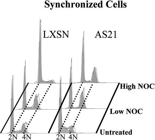 Fig. 7. Effect of high and low nocodazole treatment on the cell cycle in synchronized LXSN and AS21 cells. Cells were synchronized by growth factor starvation for 18 hours and then released by adding back growth factor (GM-CSF) in the presence or absence of the indicated amount of nocodazole and incubation for 24 hours before cell cycle analysis. Nocodazole concentrations were the same as described in Fig5. The 4N proportion at time zero was negligible. Data are representative of three separate experiments.