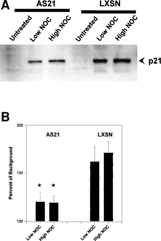 Fig. 8. Effect of nocodazole on p21 protein levels in transduced cells. (A) Example of a Western blot of whole cell lysate using anti-p21 antibody. (B) Quantitation and statistical analysis of three experiments like that in (A). Data are expressed as the percentage above background density. The mean ± SD is shown. *Statistically significant difference compared with control LXSN cells (P < .05). NOC concentrations were the same as described in Fig 5.