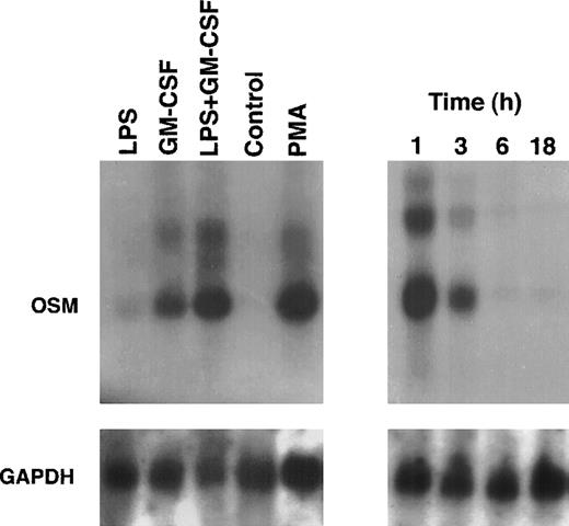 Fig. 2. OSM mRNA expression in human PMN. PMN (5 × 107) were cultured for up to 18 hours in the presence of LPS (100 ng/mL) plus GM-CSF (100 U/mL) (right panel). In other experiments, PMN were cultured for 1 hour in the presence of LPS and/or GM-CSF, PMA (100 ng/mL), or in medium alone (control) (left panel). Total RNA was extracted and Northern blots of OSM and GAPDH were run as specified in Materials and Methods.