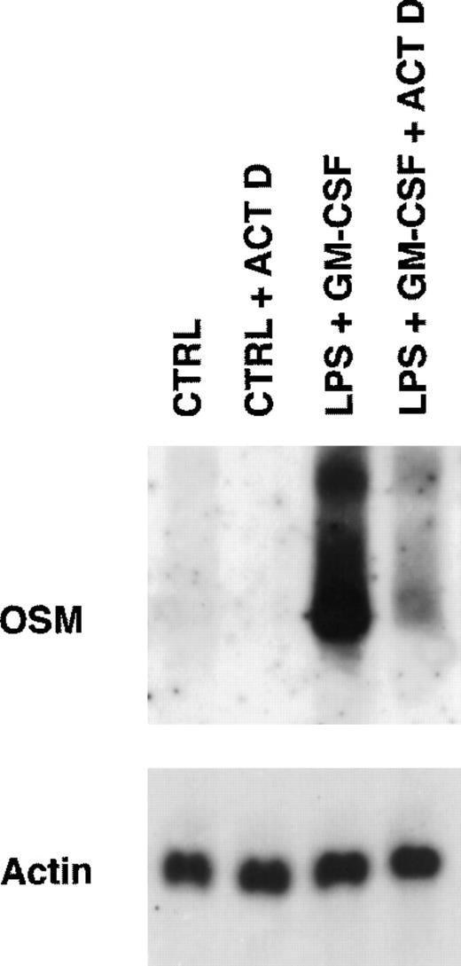 Fig. 3. Effect of actinomycin D on expression of OSM transcripts induced by LPS plus GM-CSF. PMN (5 × 107) were incubated for 15 minutes in the presence or absence of 5 μg/mL actinomycin D (ACT D) and then stimulated for 1 hour with LPS (100 ng/mL) plus GM-CSF (100 U/mL). Controls cells (CTRL) were incubated in the medium alone. Total RNA was extracted and processed for Northern blot analysis of OSM and actin mRNAs as described in Materials and Methods. Results are from one experiment representative of two.