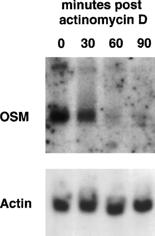 Fig. 4. Stability of OSM transcripts in LPS plus GM-CSF–treated PMN. PMN (5 × 107) were incubated with LPS (100 ng/mL) plus GM-CSF (100 U/mL) for 1 hour and then actinomycin D (5 μg/mL) was added for the indicated times. Total RNA was extracted and Northern blot analysis of OSM and actin mRNAs was performed as indicated in Materials and Methods.