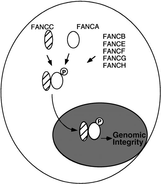 Fig. 1. Model for the regulated binding of the FA proteins. (Data from Yamashita et al.5).