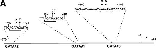 Fig. 1. Identification of GATA elements on the CCR5 promoter region. (A) Map and sequence of the CCR5 promoter region. Location and sequences of three GATA elements (GATA#1, GATA#2, and GATA#3) are shown. The sequence shown for GATA#3 was also used as an oligonucleotide probe (F5) for gel-mobility shift assays (see B). Nuleotides shown in upward arrows indicate mutated nucleotides in plasmids pGL-CCR5▵GATA#1, pGL-CCR5▵GATA#2, pGL-CCR5▵GATA#3, and pGL-CCR5▵GATA#1+2+3. Brackets indicate GATA elements. (B) Identification of GATA#3 as a binding site for GATA-1 by gel mobility shift assays. A radiolabeled oligonucleotide F5 corresponding to FP-5 (a DNase-protected area in footprinting assays4) was incubated with nuclear extracts from PM1 cells. Lanes 1 and 9 represent probe alone. Where indicated, a 50- or 500-fold molar excess of oligonucleotide indicated above the figure was added as a competitor. F5-m has mutation on the GATA element as in plasmid pGL-CCR5▵GATA#3. For GATA or AP1 consensus oligonucleotide, see Moriuchi et al.4 Gel shift disruption experiments (lanes 9 through 14) were performed by adding either control Ab or monoclonal antibodies to either GATA-1, GATA-2, or GATA-3 (Santa Cruz Biotechnology, Inc, Santa Cruz, CA), as indicated above the figure. The arrow indicates the GATA-1 complex. NS, nonspecific bands; FP, free probe. The experiments were repeated twice with similar results.