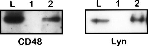 Fig. 2. Coisolation of CD48 and Lyn with CD10 from 1% NP40 lysate of Nalm-6 cells. The immunoprecipitates obtained from an irrelevant control (1) or anti-CD10 (2) immunosorbents and the original lysate were subjected to SDS-PAGE/Western blotting and stained by antibodies to CD48 and Lyn, respectively.