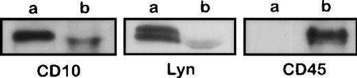 Fig. 3. Western blotting analysis of the fractions obtained by sucrose gradient ultracentrifugation of Raji cell detergent lysate. The blots were immunostained by Abs to CD10, Lyn, and CD45 (a control protein that is not a component of the large buoyant complexes). (a) The buoyant fraction from the top of the gradient; (b) the bottom fraction. The buoyant fraction contained also large amounts of GPI-anchored proteins (CD48, CD55, and CD59; not shown).