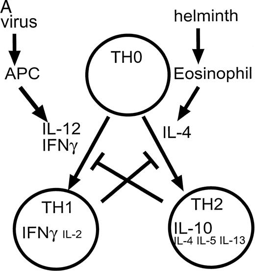 Fig. 1. (A) Cytokines controlling the development of cell-mediated (TH1) and humoral (TH2) responses. Certain infections such as viruses induce the production of IL-12 and IFN-γ by antigen presenting cells (APC). These factors promote the differentiation of TH0 cells to the TH1 phenotype. Other infections such as helminths induce the production of IL-4 (by eosinophils) which induces differentiation to the TH2 phenotype. TH1 cytokines such as IFN-γ inhibit the production of IL-4 and IL-10 while TH2 cytokines such as IL-10 inhibit the production and action of IL-12. (Part B) Factors such as IL-12 and IFN-γ activate a cascade of intracellular signaling molecules including molecules in the JAK/STAT pathway. In contrast, inhibitory molecules may produce their inhibitory effects in part via the activation of molecules such as phosphatases in the case of TGF-β, and SOCS genes in the case of IL-10. These pathways would serve to attenuate a biological response.