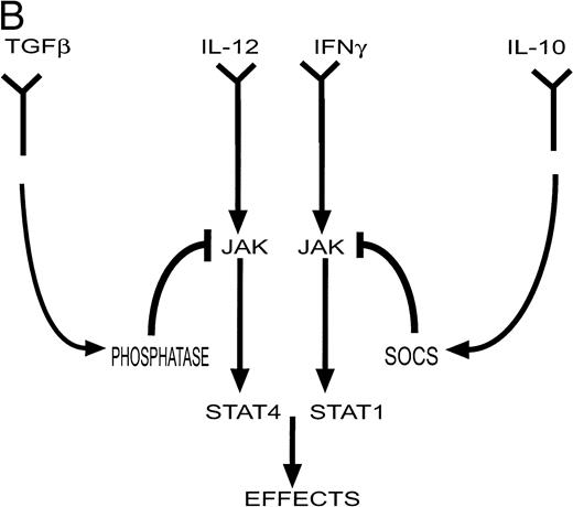 Fig. 1. (A) Cytokines controlling the development of cell-mediated (TH1) and humoral (TH2) responses. Certain infections such as viruses induce the production of IL-12 and IFN-γ by antigen presenting cells (APC). These factors promote the differentiation of TH0 cells to the TH1 phenotype. Other infections such as helminths induce the production of IL-4 (by eosinophils) which induces differentiation to the TH2 phenotype. TH1 cytokines such as IFN-γ inhibit the production of IL-4 and IL-10 while TH2 cytokines such as IL-10 inhibit the production and action of IL-12. (Part B) Factors such as IL-12 and IFN-γ activate a cascade of intracellular signaling molecules including molecules in the JAK/STAT pathway. In contrast, inhibitory molecules may produce their inhibitory effects in part via the activation of molecules such as phosphatases in the case of TGF-β, and SOCS genes in the case of IL-10. These pathways would serve to attenuate a biological response.