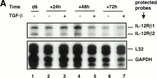 Fig. 2. Effect of TGF-β on IL-12R expression in alloactivated T cells. Six-day (d6) alloactivated T cells were incubated at 1.106/mL in the presence or absence of TGF-β (1 ng/106cells) at 37°C. Total RNA was extracted after 24, 48, and 72 hours of incubation, and transcripts encoding the IL-12Rβ1 and IL-12Rβ2 subunits, L32 and GAPDH, as loading control were quantitated by ribonuclease protection assays as described in Materials and Methods. (A) RPA bands of selected mRNA accumulation from a representative donor. Relative radioactivity values for IL-12Rβ1 and IL-12Rβ2 transcripts (upper row), after normalization against L32 (lower row) values, expressed in arbitrary units for lanes 1 through 7, respectively, were: 37143, 33773, 28275, 30560, 23923, 19729, and 16587. (B) Relative expression of IL-12Rβ1 and IL-12Rβ2 mRNA obtained from four donors. Data are given as mean (± SD) relative radioactivity values (expressed in arbitrary units) for IL-12Rβ1 and IL-12Rβ2 transcripts from four donors after normalization against the corresponding L32 values.