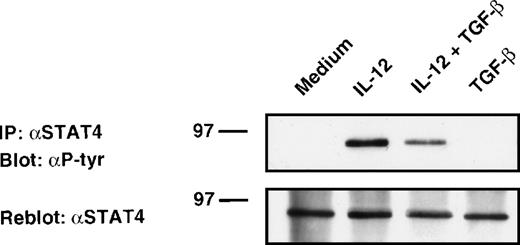 Fig. 4. Attenuation of IL-12–induced tyrosine phosphorylation of STAT4. Western blot analysis of 6-day alloactivated T cells incubated in medium alone, IL-12 (5 U/106 cells), TGF-β (1 ng/106 cells), or IL-12 + TGF-β at 37°C for 20 minutes. The STAT4 immunoprecipitates were resolved on 10% SDS-PAGE, transferred to nitrocellulose membrane, and blotted sequentially with anti-phosphotyrosine (upper panel) and anti-STAT4 (C-20) Abs (lower panel). Similar results were obtained in six separate experiments.