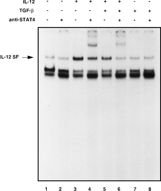 Fig. 5. TGF-β inhibits IL-12–induced DNA binding of STAT4-containing complexes. Six-day alloactivated T cells were incubated in medium alone (lanes 1 and 2), IL-12 (5 U/106cells, lanes 3 and 4), TGF-β (1 ng/106 cells, lanes 7 and 8), or IL-12 + TGF-β (lanes 5 and 6) at 37°C for 20 minutes. Nuclear cell extracts were prepared and an EMSA was done using the GRR oligonucleotide probe. Where indicated, antiserum against STAT4 (lanes 2, 4, 6, and 8) was incubated with the cell extracts for 60 minutes before addition of the probe. Similar results were obtained in three separate experiments.