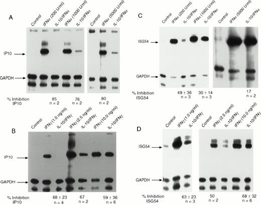 Fig. 1. IL-10 inhibits the induction of IP-10 and ISG54 by IFN and IFNγ. Monocytes were treated with 10 ng/mL of IL-10 for 60 minutes before treatment with the indicated doses of (A) IFN or (B) IFNγ for 90 minutes. RNA was isolated from the cells, and RNAse protection assays were performed. The arrows indicate the protected fragment corresponding to IP-10 and the control gene, GAPDH. IL-10 inhibits IFN-induced expression of ISG54 by (C) IFN or (D) IFNγ. The arrows indicate the protected gene fragment for ISG54 and the control gene, GAPDH. For all RNAse protection assays, the ratio of the values for the IFN-induced gene divided by those for the control (GAPDH) gene was computed, and for cells that had been pretreated with IL-10 followed by IFN. The values were calculated from Phospho-Imager data analysis. The percentage of inhibition was calculated by subtracting the values for cells treated with IL-10 from values for IFN-treated cells and dividing this number by the values for the cells treated with IL-10 and IFN. The values under the gel represent the mean of 2 to 6 experiments ± standard deviation at the various doses.