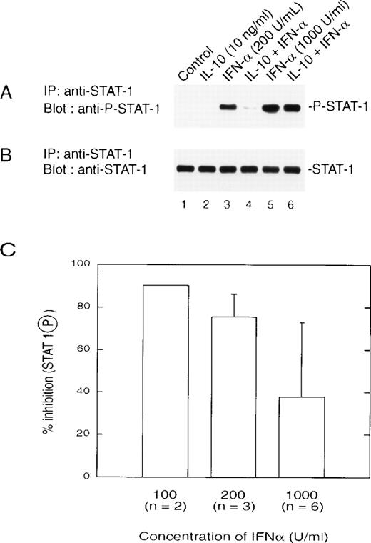 Fig. 3. (A) IL-10 inhibits the IFN-induced tyrosine phosphorylation of STAT1. Monocytes were treated with 10 ng/mL of IL-10 for 60 minutes, followed by treatment for 30 minutes with the indicated doses of IFN at 200 U/mL (lanes 3 and 4) or 1,000 U/mL (lanes 5 and 6). Extracts were prepared, and equal amounts of protein were applied to an SDS-PAGE gel. Separated proteins were transferred and a Western blot was performed with an antibody that recognizes tyrosine-phosphorylated STAT1. (B) The blot was stripped and reprobed for STAT1. (C) The inhibitory effects of IL-10 on IFN-stimulated phosphorylation of STAT1 are dose-dependent. Monocytes were prepared as in (A), and the resulting autoradiographs were scanned for phosphorylated STAT1 using a Laser densitometer (LKB-Brommo, Piscataway, NJ). The numbers in parentheses refer to the number of experiments performed with different donors. The data are presented as the mean ± standard deviation.