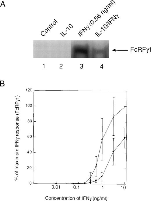 Fig. 4. Effect of IL-10 on IFNγ-induced assembly of STAT1 dimers. (A) Monocytes were preincubated with 10 ng/mL of IL-10 for 90 minutes and then incubated with IFNγ for 20 minutes. Whole-cell extracts were prepared, and an EMSA was performed using the GRR probe, which is recognized by phosphorylated STAT1. The upper band of the shifted complex was presumed to be multimers of STAT1 binding to the probe. The autoradiograph represents that part of the total gel analyzed. (B) EMSA with GRR probe was performed as in (A), except that the indicated doses of IFNγ were used. The response was measured as a percentage of the maximum response of cells treated with IFNγ at 10 ng/mL. Three experiments were performed using individual donors, and the data are presented as the mean ± standard error. (○) Treated with IFNγ alone; (•) treated with IL-10 and IFNγ.
