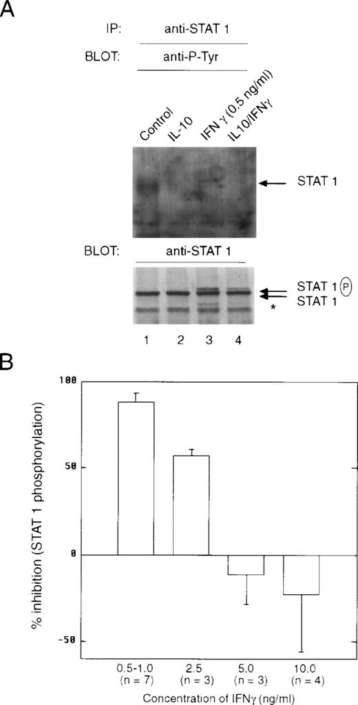 Fig. 5. IL-10 inhibits the IFNγ-induced tyrosine phosphorylation of STAT1. (A) Monocytes were pretreated with 10 ng/mL of IL-10 for 60 minutes, and then treated with 0.5 ng/mL of IFNγ for 20 minutes. The upper panel represents an anti-STAT1 immunoprecipitation blotted with antiphosphotyrosine antibody. The lower panel represents the same membrane reprobed with anti-STAT1. The slower migrating band is tyrosine-phosphorylated STAT1 (STAT1P). The asterisk refers to a lower molecular weight band that is frequently observed in the immunoprecipitations and is related to STAT1 activation. (B) Monocytes were prepared as in (A), except that the indicated doses of IFNγ were used. Summary of laser densitometric scans of multiple antiphosphotyrosine immunoblots is shown. The values for percentage of inhibition were calculated, and the data are presented as the mean ± standard deviation for the indicated number of independent experiments.