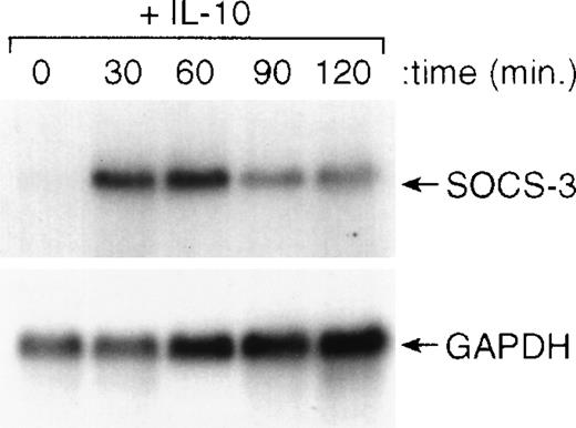 Fig. 6. IL-10 induces expression of the SOCS3 gene in monocytes. Monocytes were incubated for the designated times with 10 ng/mL of IL-10 and then processed for RNA isolation. Northern blot analysis was performed as outlined in the Materials and Methods.