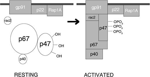Fig. 1. Activation of the leukocyte NADPH oxidase. In the resting cell, the subunits of the oxidase are distributed between the cytosol (p40PHOX, p47PHOX, p67PHOX and Rac2) and the membranes (Rap1A and cytochrome b558, a p22PHOX · gp91PHOXcomplex). Rac2 and Rap1A are low-molecular-weight guanine nucleotide-binding proteins that function in other processes besides oxidase activation. The other 5 proteins are unique to the NADPH oxidase. When the cell is activated, p47PHOXbecomes heavily phosphorylated and the cytosolic subunits migrate to the membrane, where they bind to cytochrome b558 to assemble the active oxidase.
