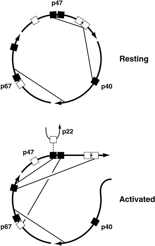 Fig. 4. Proposed protein-protein interactions among the cytosolic components of the leukocyte NADPH oxidase in the resting and activated states. For an explanation of the figure, see text. (▪), SH3 domains; (□), proline-rich SH3 binding domains.