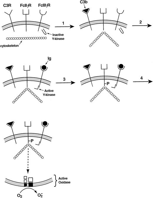 Fig. 5. Mechanism of collaboration of the C3 receptor (a β2 integrin) and the FcγIII receptor in the activation of the leukocyte NADPH oxidase.95 In the resting membrane, the C3, FcIIγ, and FcIIIγ receptors are empty. (1) Occupancy of the C3 receptor causes the FcIIγ receptor to bind to the cytoskeleton. (2) Occupancy of the FcIIIγ receptor activates a tyrosine kinase. (3) The activated tyrosine kinase phosphorylates the cytoplasmic portion of the FcIIγ receptor, which was rendered susceptible to phosphorylation through its interaction with the cytoskeleton. (4) The phosphorylated FcIIγ receptor activates the oxidase via a multistep signal transduction pathway.