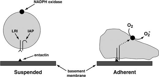 Fig. 6. Provisional mechanism for the activation of the NADPH oxidase by the LRI. The LRI and the IAP are thought to form a complex in the leukocyte plasma membrane. When leukocytes are in suspension, the signal transduction pathway between this complex and the NADPH oxidase is blocked. The blockade is lifted by the following combination of events: (1) the binding of LRI to entactin, a basement membrane protein; (2) adhesion of the phagocyte to a surface (in suspended cells, NADPH oxidase is not activated by the binding of LRI to entactin); and (3) possibly a conformational change in IAP. These events somehow activate protein kinase C, which then activates the oxidase. Tyrosine phosphorylation does not participate in oxidase activation by LRI/IAP.96