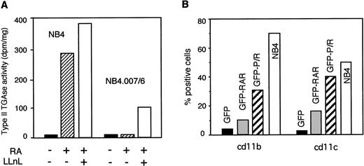Fig. 3. PML/RAR expression in NB4.007/6 cells restores RA sensitivity. (A) NB4 and NB4.007/6 cells were treated with RA for 12 hours and then further cultured in RA-containing medium, either in the presence or in the absence of 50 μmol/L LLnL, as indicated. At the end of treatment, TGase II activity was measured in the cellular extracts. (B) NB4.007/6 cells were infected with retroviruses expressing GFP alone (GFP), GFP-RAR (GFP-RAR), or GFP-PML/RAR (GFP-P/R) and then treated for 5 days with RA. At the end of the treatment, GFP-positive cells were analyzed for expression of the differentiation antigens cd11b and cd11c. The white bar (NB4) refers to the uninfected, control NB4 cells after 5 days of RA treatment. These results are derived from a single experiment of three that gave comparable results.