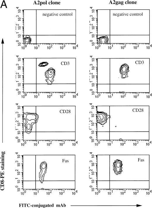 Fig. 1. (A) Phenotype of the clones. The A2 Gag and the A2 Pol clones were analyzed by flow cytometry. The y-axes indicate staining with CD8-PE and the x-axes represent staining with control antibody, CD3-FITC, CD28-FITC, and Fas-FITC. (B) Specificity of the A2 Gag clone. The panel shows the A2 Gag clone stained with anti–CD8-tricolor and either an irrelevant A2 tetramer- (complexed with an EBV peptide) or A2 Gag tetramer-PE. (C) The sequences of the CDR3 regions of the A2 pol clone T-cell receptor. The V and Vβ usage and CDR3 sequences of the TCR of the pol-specific CTL clone were the same in 18 transcripts, providing evidence of clonality.
