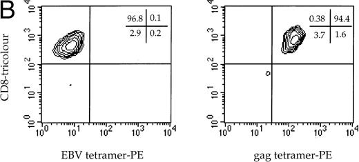 Fig. 1. (A) Phenotype of the clones. The A2 Gag and the A2 Pol clones were analyzed by flow cytometry. The y-axes indicate staining with CD8-PE and the x-axes represent staining with control antibody, CD3-FITC, CD28-FITC, and Fas-FITC. (B) Specificity of the A2 Gag clone. The panel shows the A2 Gag clone stained with anti–CD8-tricolor and either an irrelevant A2 tetramer- (complexed with an EBV peptide) or A2 Gag tetramer-PE. (C) The sequences of the CDR3 regions of the A2 pol clone T-cell receptor. The V and Vβ usage and CDR3 sequences of the TCR of the pol-specific CTL clone were the same in 18 transcripts, providing evidence of clonality.