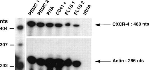Fig. 1. Detection of CXCR4 transcripts by RNase protection assay. mRNA was extracted from peripheral blood mononuclear cells, PHA-activated mononuclear cells, CD41+ cells, and platelets. tRNA served as a negative control. Samples of mRNA were hybridized with a specific CXCR4 riboprobe and a specific actin riboprobe, then digested with RNase T1. Protected fragments were analyzed on denaturing acrylamide gels. Sizes of the fragments were determined using labeled Msp I–digested pBR322.