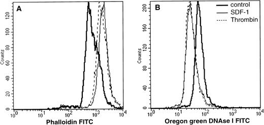 Fig. 4. Actin polymerization in megakaryocytes after SDF-1 addition. Cultured cells were incubated at 37°C for 30 seconds and 2 minutes in the presence of either SDF-1 (300 ng/mL) or thrombin (Stago, 1 U/mL). Intracellular F actin (phalloidin) or G actin (oregon green conjugated DNase 1) was determined by flow cytometry after gating the CD41a+ cells. Results of one representative experiment are shown. Two other experiments gave similar results.