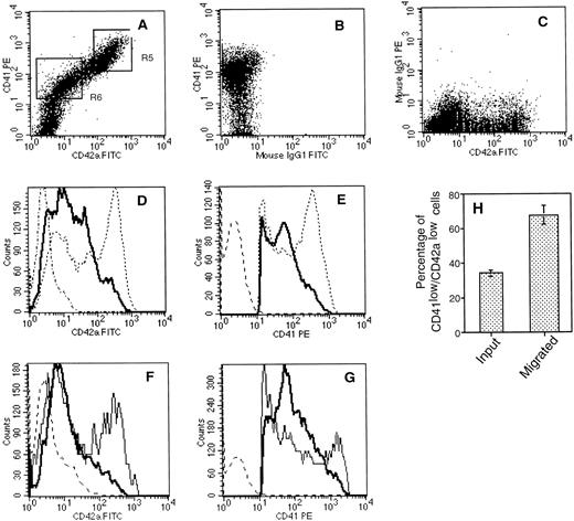 Fig. 8. Flow cytometric analysis of cell surface expression of CD41a and CD42a on starting and migrated cell populations. After migration, cultured cells were labeled with an R-PE–conjugated anti-CD41a MoAb and a FITC-conjugated anti-CD42a MoAb. (A, B, C) An example of double-color fluorescence beween CD41a and CD42a (A) and the respective controls (B, C). The cells within the lymphoid blast window (R1, Fig 7) were analyzed for the expression of CD42a (D) and CD41a (E). The thick line shows the staining of cells that migrated in response to an optimal concentration of SDF-1 (500 ng/mL). Broken lines represent the staining of the starting cell population, and dotted lines represent the staining with control antibodies. In two experiments, CD42a (F) and CD41a (G) staining was compared between the cells that migrated in response to SDF-1 (thick line) and to control media (thin line). (H) Migration of CD41alow/CD42alow cells. The mean and SD percentages of CD42alow/CD41alow were determined by gating on the entire population of CD41a+cells.