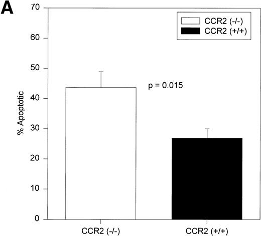 Fig. 5. Percentages of c-kitdimlin− (A) and c-kitbrightlin− (B) apoptotic cells in BM of CCR2 (−/−) and (+/+) mice. The cells were gated separately from the remainder of the BM population and analyzed for apoptosis (MC540 binding). Ten CCR2 (−/−) and 9 CCR2 (+/+) mice were analyzed individually from two separate experiments. The bars represent the mean ± 1 SEM.
