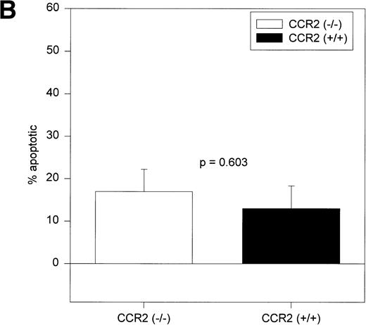 Fig. 5. Percentages of c-kitdimlin− (A) and c-kitbrightlin− (B) apoptotic cells in BM of CCR2 (−/−) and (+/+) mice. The cells were gated separately from the remainder of the BM population and analyzed for apoptosis (MC540 binding). Ten CCR2 (−/−) and 9 CCR2 (+/+) mice were analyzed individually from two separate experiments. The bars represent the mean ± 1 SEM.