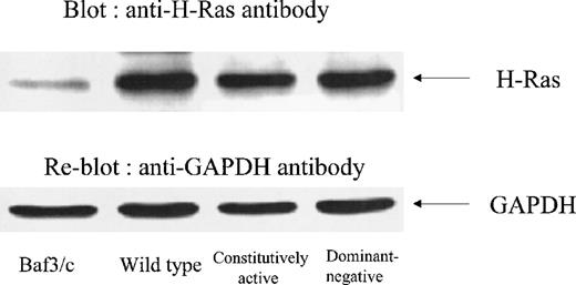 Fig. 1. H-Ras expression in nontransfected Baf3 cells (designated as Baf3/c) and wild-type, constitutively active type, and dominant-negative type H-Ras–transfected Baf3 cells (designated as wild-type, constitutively active, and dominant-negative, respectively). Cells were lysed in lysis buffer, separated by 15% SDS-PAGE, immunoblotted with anti–H-Ras antibody, and then stripped and reblotted with anti-GAPDH antibody (as an internal control). This is a representative result of three independent experiments.