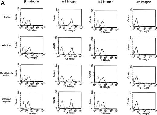 Fig. 4. Integrin expression and function. In (A), expression of integrins (β1, 4, 5, and v) was analyzed by flow cytometry. Nontransfected Baf3 cells (designated as Baf3/c), wild-type H-Ras–transfected Baf3 cells (designated as wild-type), constitutively active type H-Ras–transfected Baf3 cells (designated as constitutively active), and dominant-negative type H-Ras–transfected Baf3 cells (designated as dominant-negative) expressed integrin β1, 4, and 5, whereas there was no expression of v integrin on the cells. There were no remarkable differences in any of these integrins between nontransfected Baf3 cells and any type of H-Ras–transfected Baf3 cells. In (B), inhibition of constitutively active type H-Ras–transfected Baf3 cells adhesion to FN without IL-3 stimulation and constitutively active type H-Ras–transfected Baf3 cells, wild-type H-Ras–transfected Baf3 cells, and dominant-negative type H-Ras–transfected Baf3 cells adhesion to FN induced by IL-3 by blocking Abs against integrin-4, 5, and β1 was examined. Data represent the means (±SD) of triplicate samples from a representative experiment of three. None of the Abs had an effect on viability of the cells. *P value (P < .01) comparing adhesion blocked by each anti-integrin antibody with that of a control antibody.