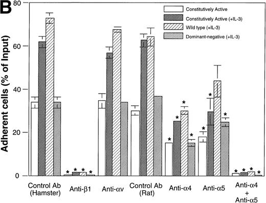 Fig. 4. Integrin expression and function. In (A), expression of integrins (β1, 4, 5, and v) was analyzed by flow cytometry. Nontransfected Baf3 cells (designated as Baf3/c), wild-type H-Ras–transfected Baf3 cells (designated as wild-type), constitutively active type H-Ras–transfected Baf3 cells (designated as constitutively active), and dominant-negative type H-Ras–transfected Baf3 cells (designated as dominant-negative) expressed integrin β1, 4, and 5, whereas there was no expression of v integrin on the cells. There were no remarkable differences in any of these integrins between nontransfected Baf3 cells and any type of H-Ras–transfected Baf3 cells. In (B), inhibition of constitutively active type H-Ras–transfected Baf3 cells adhesion to FN without IL-3 stimulation and constitutively active type H-Ras–transfected Baf3 cells, wild-type H-Ras–transfected Baf3 cells, and dominant-negative type H-Ras–transfected Baf3 cells adhesion to FN induced by IL-3 by blocking Abs against integrin-4, 5, and β1 was examined. Data represent the means (±SD) of triplicate samples from a representative experiment of three. None of the Abs had an effect on viability of the cells. *P value (P < .01) comparing adhesion blocked by each anti-integrin antibody with that of a control antibody.