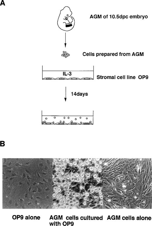 Fig. 2. Coculture of AGM cells with stromal cells. (A) Embryo 10.5 dpc AGM cells were cocultured with the murine stromal cell line, OP9, in the presence of IL-3. Small round cells were generated for 14 days’ culture. (B) Hematopoietic cells generated on OP9 cells (middle). Without OP9 cells, fibroblast-like cells grew slowly to be confluent in 4 weeks (right).
