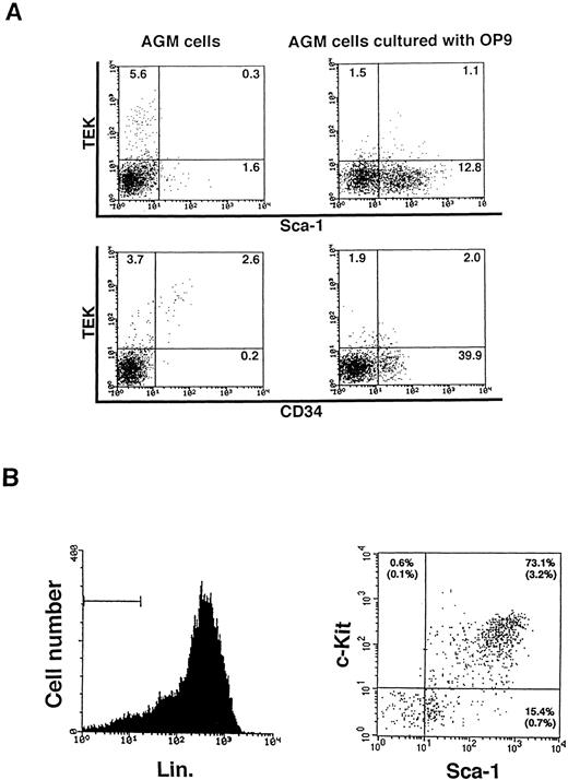 Fig. 3. The development of hematopoietic progenitor cells in cultured AGM cells. (A) Primary and cultured AGM cells were analyzed with TEK, CD34, and c-Kit MoAb by FACS. Embryo 10.5 dpc AGM cells were cultured on OP9 cells and they developed Sca-1+ and CD34+ cells in 14 days of culture. (B) Lin−, c-Kit+, Sca-1+ cells consisted of 3.2% of the cultured AGM cell population.