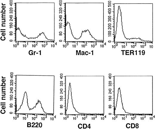 Fig. 4. Analysis of cultured AGM cell surface expression with hematopoietic differentiating markers. AGM cells cocultured with OP9 cells differentiated into Gr-1+ (granulocytes), Mac-1+ (monocytes/macrophages), TER119+(erythroid lineage cells), and B220+ cells (B lymphocytes). CD4+ or CD8+ cells (T lymphocytes) were not detected. For all fractions, 104cells were counted for each analysis, and normal control was <101.