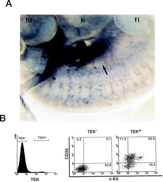 Fig. 1. Expression of TEK in the AGM region. (A) Mouse embryo at 10.5 dpc was whole-mount–stained with TEK MoAb by immunohistochemistry. The AGM region (arrow) and vitelline artery (arrowhead) were strongly stained. hl, hind limb; h, heart; fl, fore limb. (B) FACS analysis showed that ∼5% of 10.5 dpc AGM cells were TEK+. Most TEK+ cells coexpressed CD34 and c-Kit.