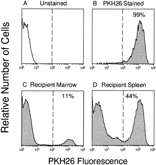 Fig. 1. Tracking of PKH26-labeled BM cells in vivo. Murine marrow cells (A) were labeled with PKH26 (B) and 108 cells were injected into a lethally irradiated syngeneic mouse. Three hours later, PKH26+ cells that had “homed” to the bone marrow (C; 11% labeled) or spleen (D; 44% labeled) were identified by flow cytometry and sorted according to the gates depicted by the vertical lines.