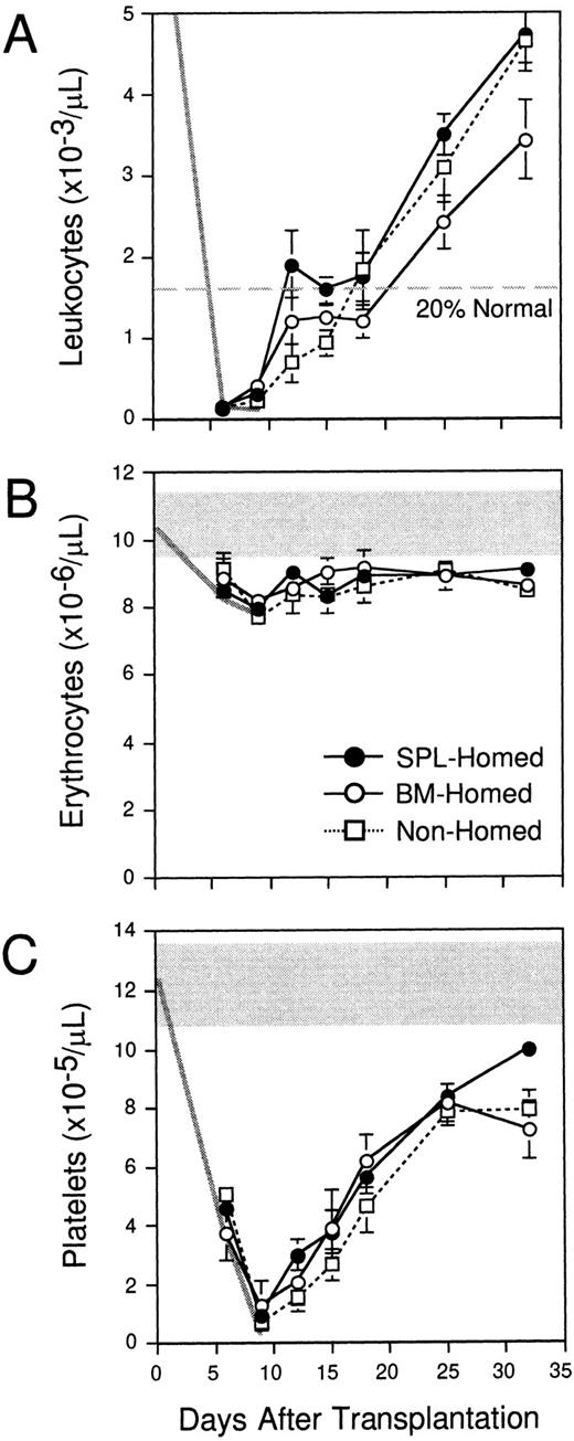 Fig. 4. Early hematopoietic reconstitution kinetics of BM cells selected pretransplantation on the basis of marrow or splenic homing. Lethally irradiated mice were injected with 108PKH26-stained syngeneic BM cells. Three hours later, PKH26+ cells that had homed to the marrow (○) or spleen (•) were isolated by FACS and transplanted into lethally irradiated Ly-5 congenic mice (106 cells/mouse). Control animals were injected with 106 PKH26-stained BM cells that had not been selected by a prior homing step (□). Peripheral blood leukocytes (A), erythrocytes (B), and platelets (C) were counted on the indicated days. The normal range of blood cell counts (except leukocytes, which are off scale) and their decline after irradiation are defined by the shaded areas and thick gray lines. Shown are the mean ± SEM values for pooled data from 3 experiments (5 to 14 mice/population). Errors not shown are too small for the scale used. Differences in leukocyte counts in recipients of BM-homed or SPL-homed cells are significant on days 25 and 32 (P < .05).