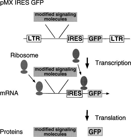Fig. 1. Structure of the modified retrovirus vector containing IRES GFP. The cDNA to be expressed is inserted in front of the IRES, allowing it to be transcribed as a single mRNA together with GFP by the 5′ LTR.