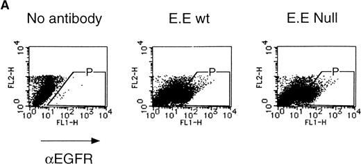 Fig. 3. Erythroid colony formation from CFU-E by chimeric receptors. (A) Fetal liver cells were infected with retrovirus encoding the EGFR-EPOR chimeric receptor and stained with anti-EGFR antibody (Amersham, Uppsala, Sweden). The EGFR-positive cells were sorted by FACS. P shows EGFR-positive cell populations used for the CFU-E assays. (B) The EGFR-positive cells shown as P in (A) were reanalyzed. The vertical axis is cell numbers and the horizontal axis is FITC fluorescence. (C) Sorted EGFR-positive cells were subjected to in vitro colony assays without cytokine or with EPO or EGF at a concentration indicated. The relative CFU-E colony numbers were calculated by dividing the CFU-E colony numbers obtained with the EGF stimulation by that of EPO stimulation. The means ± SEM for three experiments are shown.