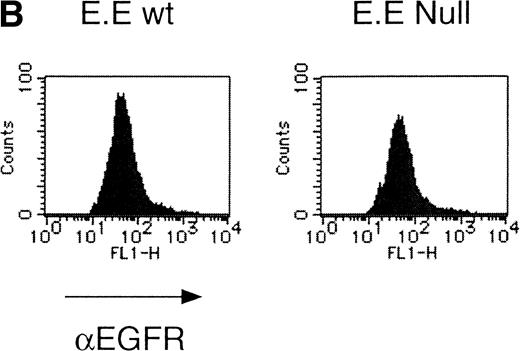 Fig. 3. Erythroid colony formation from CFU-E by chimeric receptors. (A) Fetal liver cells were infected with retrovirus encoding the EGFR-EPOR chimeric receptor and stained with anti-EGFR antibody (Amersham, Uppsala, Sweden). The EGFR-positive cells were sorted by FACS. P shows EGFR-positive cell populations used for the CFU-E assays. (B) The EGFR-positive cells shown as P in (A) were reanalyzed. The vertical axis is cell numbers and the horizontal axis is FITC fluorescence. (C) Sorted EGFR-positive cells were subjected to in vitro colony assays without cytokine or with EPO or EGF at a concentration indicated. The relative CFU-E colony numbers were calculated by dividing the CFU-E colony numbers obtained with the EGF stimulation by that of EPO stimulation. The means ± SEM for three experiments are shown.