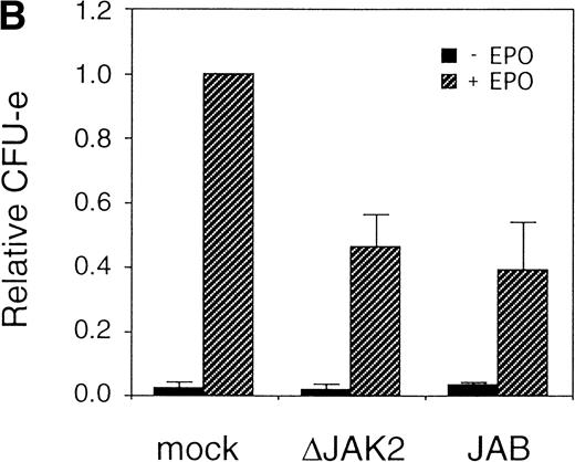 Fig. 4. JAK2 plays an essential role in EPO-mediated erythroid differentiation. (A) Fetal liver cells infected with retrovirus encoding ▵JAK2 or JAB or the virus vector and GFP-positive cells were collected by FACS. P shows GFP-positive cell populations used for the CFU-E assays. (B) Sorted GFP-positive cells were subjected to in vitro colony assays. The relative CFU-E colony numbers were calculated as in Fig 2C. (C) Fetal liver cells infected with retrovirus encoding EGFR-JAK2 were stained with anti-EGFR antibody, and the EGFR-positive cells were sorted by FACS. P shows EGFR-positive cell populations used for the CFU-E assays. (D) The EGFR-positive cells were subjected to in vitro colony assays without cytokine or with EPO or EGF at a concentration indicated. The relative CFU-E colony numbers were calculated as in Fig 3B.