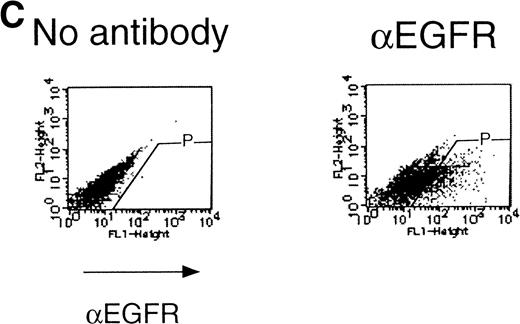 Fig. 4. JAK2 plays an essential role in EPO-mediated erythroid differentiation. (A) Fetal liver cells infected with retrovirus encoding ▵JAK2 or JAB or the virus vector and GFP-positive cells were collected by FACS. P shows GFP-positive cell populations used for the CFU-E assays. (B) Sorted GFP-positive cells were subjected to in vitro colony assays. The relative CFU-E colony numbers were calculated as in Fig 2C. (C) Fetal liver cells infected with retrovirus encoding EGFR-JAK2 were stained with anti-EGFR antibody, and the EGFR-positive cells were sorted by FACS. P shows EGFR-positive cell populations used for the CFU-E assays. (D) The EGFR-positive cells were subjected to in vitro colony assays without cytokine or with EPO or EGF at a concentration indicated. The relative CFU-E colony numbers were calculated as in Fig 3B.