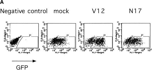 Fig. 5. Expression of active and dominant negative forms of Ras inhibits erythroid colony formation from CFU-E in fetal liver cells. (A) Fetal liver cells were infected with retrovirus encoding RasV12 or RasN17 or the virus vector, and GFP-positive cells were collected by FACS. P shows GFP-positive cell populations used for the CFU-E assays. (B) The GFP-positive cells were subjected to in vitro colony assays. The relative CFU-E colony numbers were calculated as in Fig 2C.