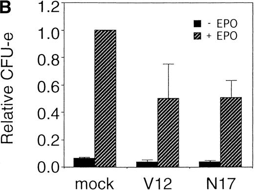 Fig. 5. Expression of active and dominant negative forms of Ras inhibits erythroid colony formation from CFU-E in fetal liver cells. (A) Fetal liver cells were infected with retrovirus encoding RasV12 or RasN17 or the virus vector, and GFP-positive cells were collected by FACS. P shows GFP-positive cell populations used for the CFU-E assays. (B) The GFP-positive cells were subjected to in vitro colony assays. The relative CFU-E colony numbers were calculated as in Fig 2C.